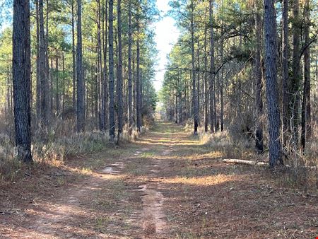 Lily Pad Ranch 1,472± Acres in Northwest Florida – Premier Recreational & Timber Investment Tract