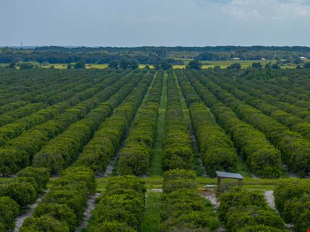 Holly Hill Grove