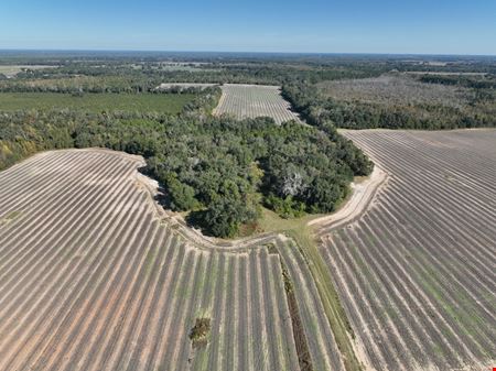 Marianna Farm and Hunting