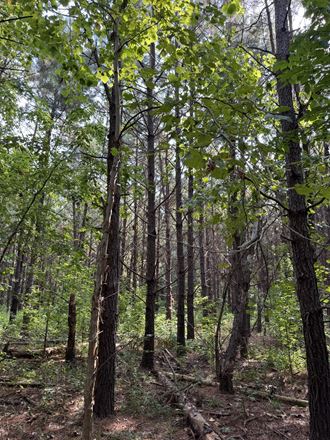 Big Fourche Hunting, Fishing & Timber
