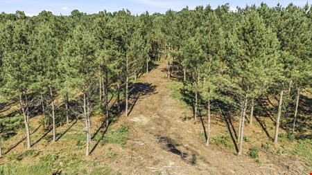 Richey Timber 40 Acres