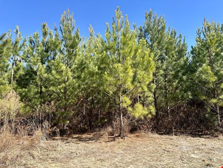 Lewis Timber Tracts