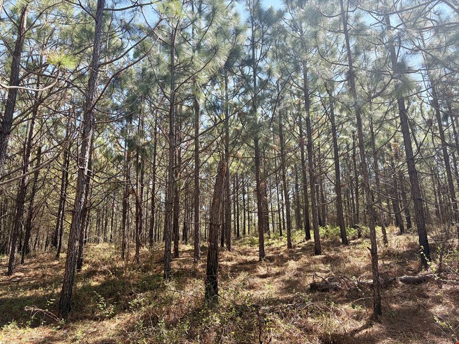 Sawyer Lane Hunting and Timber Tract