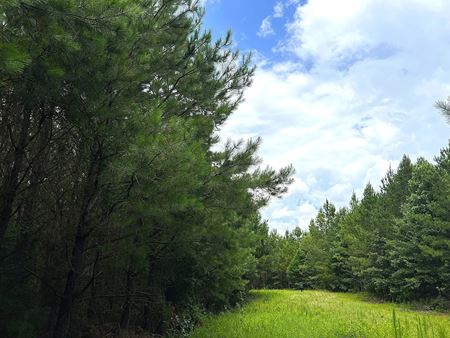 VacantLand space for Sale at Denver Road 80 in Dadeville