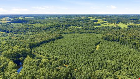 Town Creek Timber 40 Acres