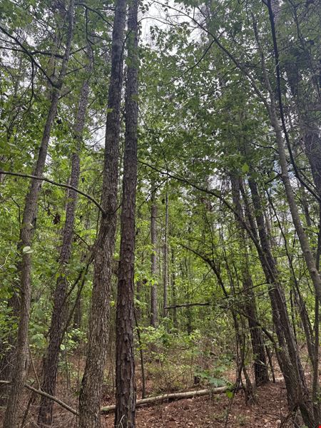 Mira Levee and Hwy 71 Land (98.37 acres)