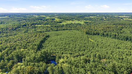 Town Creek Timber 40 Acres