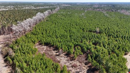 Lewis Timber Tracts