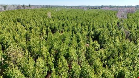 Lewis Timber Tracts