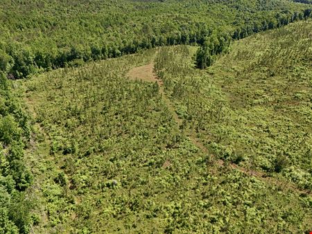 Longleaf Ridge