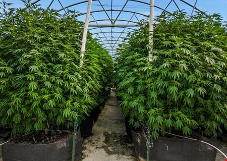 Breedsville - Former Operating/Turnkey Greenhouse Cultivation Site