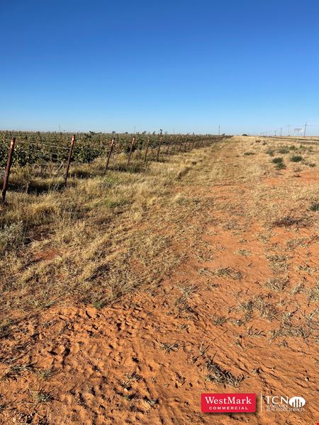 VacantLand space for Sale at 105.21 Acre Hockley Co., TX Vineyard & Development Land in Levelland