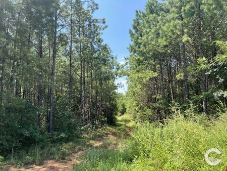226 +/- Acre Investment Opportunity in Brewton, AL