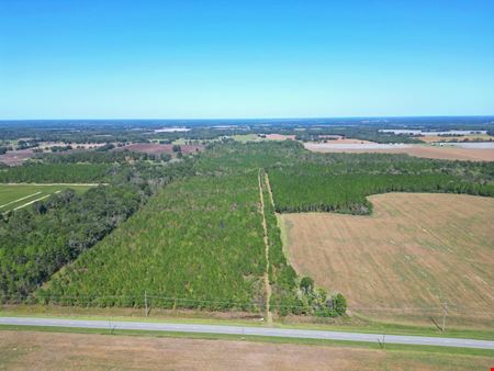 114± Acre Timber Investment with Slash Pine, Hardwoods & Hunting Near Graceville