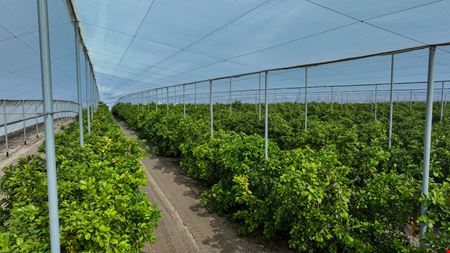 VacantLand space for Sale at Florida Rubies Agricultural Investment Property in Bartow