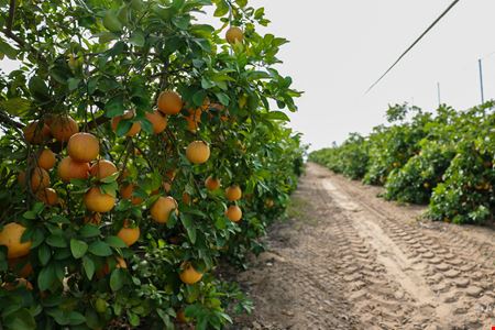 Florida Rubies Agricultural Investment Property