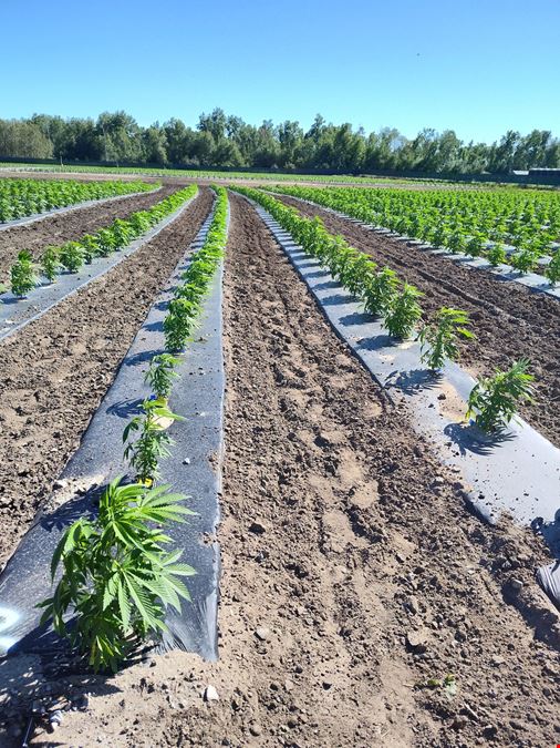 Tawas City - Former Operating/Turnkey Cannabis Outdoor Cultivation Operation