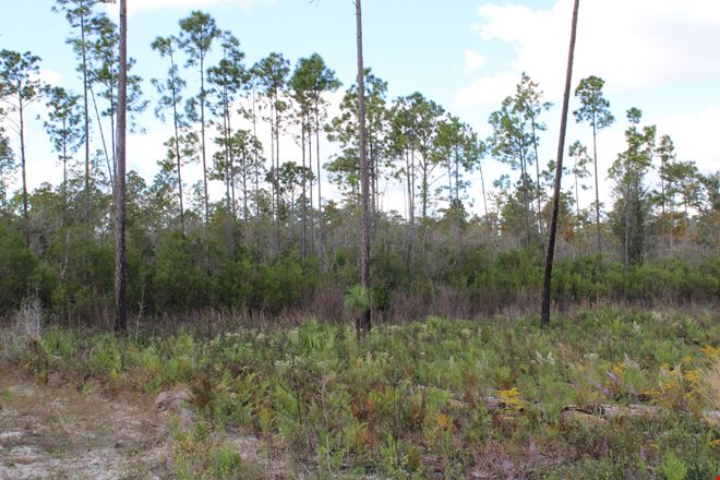 Bay County 213 Acres
