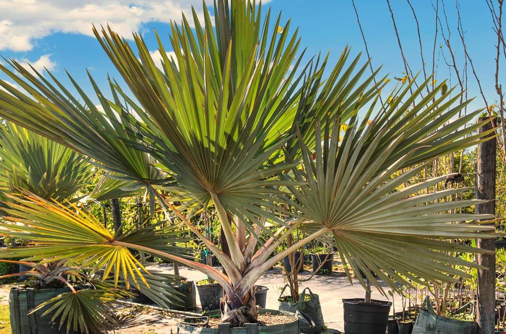 Nursery Plants & Trees - Asset Sale Only