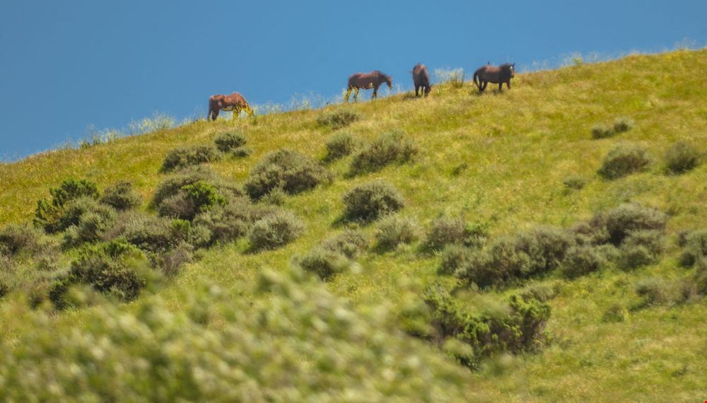 Santa Rita Ranch