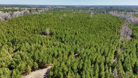 VacantLand space for Sale at Lewis Timber Tracts in Currie