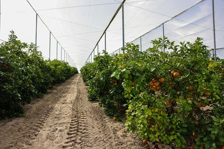 Florida Rubies Agricultural Investment Property