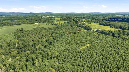 Richey Timber 40 Acres