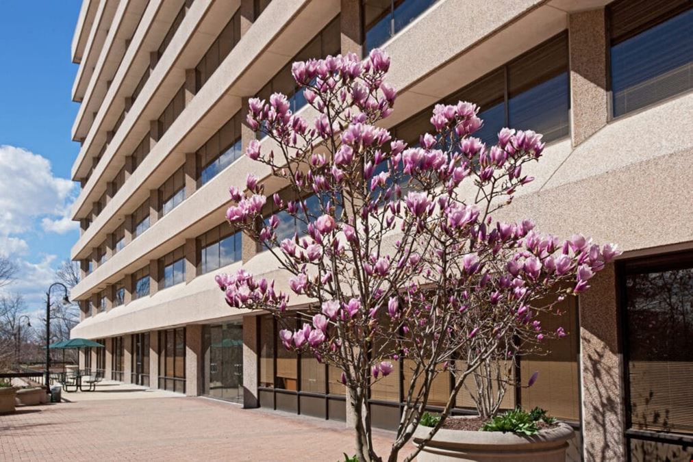 Oasis Office LLC - Ivy
