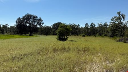 Ranch, Hunt & Invest: 236± Acres of Productive Timberland in SE Washington County