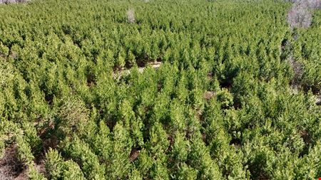 Lewis Timber Tracts