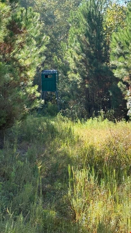 114± Acre Timber Investment with Slash Pine, Hardwoods & Hunting Near Graceville