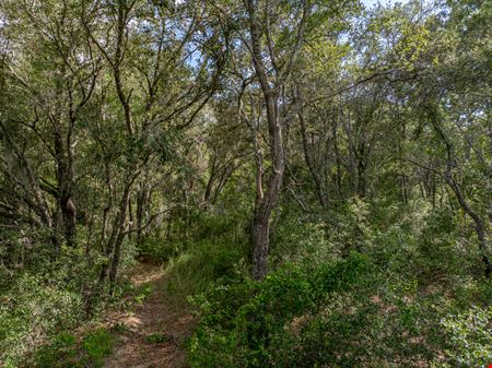 Floral City 205 Acres