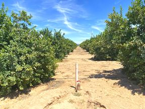 Citrus Property - County 19th Street and Avenue A