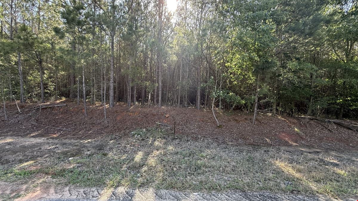 15 Acres in Pansey, AL | Planted Pines & Privacy