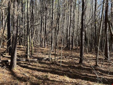 Hank Williams Road Hunting and Timber