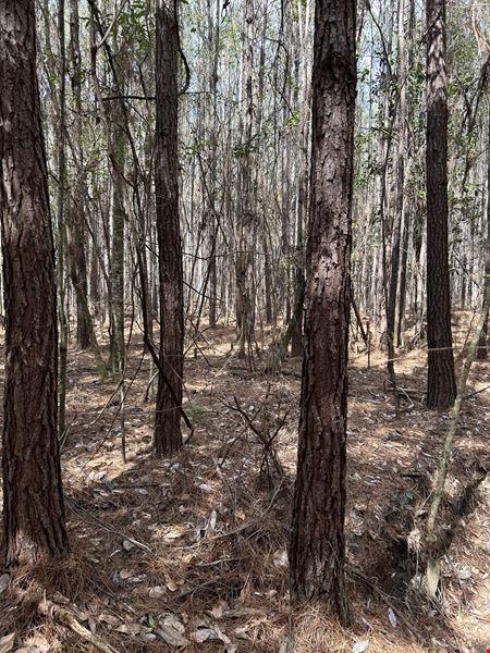 Hank Williams Road Hunting and Timber
