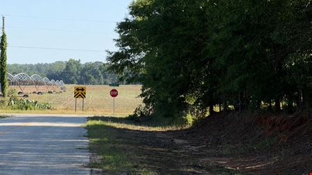 15 Acres in Pansey, AL | Planted Pines & Privacy