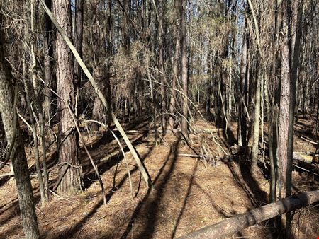 Hank Williams Road Hunting and Timber