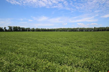 VacantLand space for Sale at Ross Road 86 Acre Tract in Robersonville
