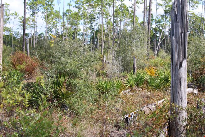 Bay County 213 Acres